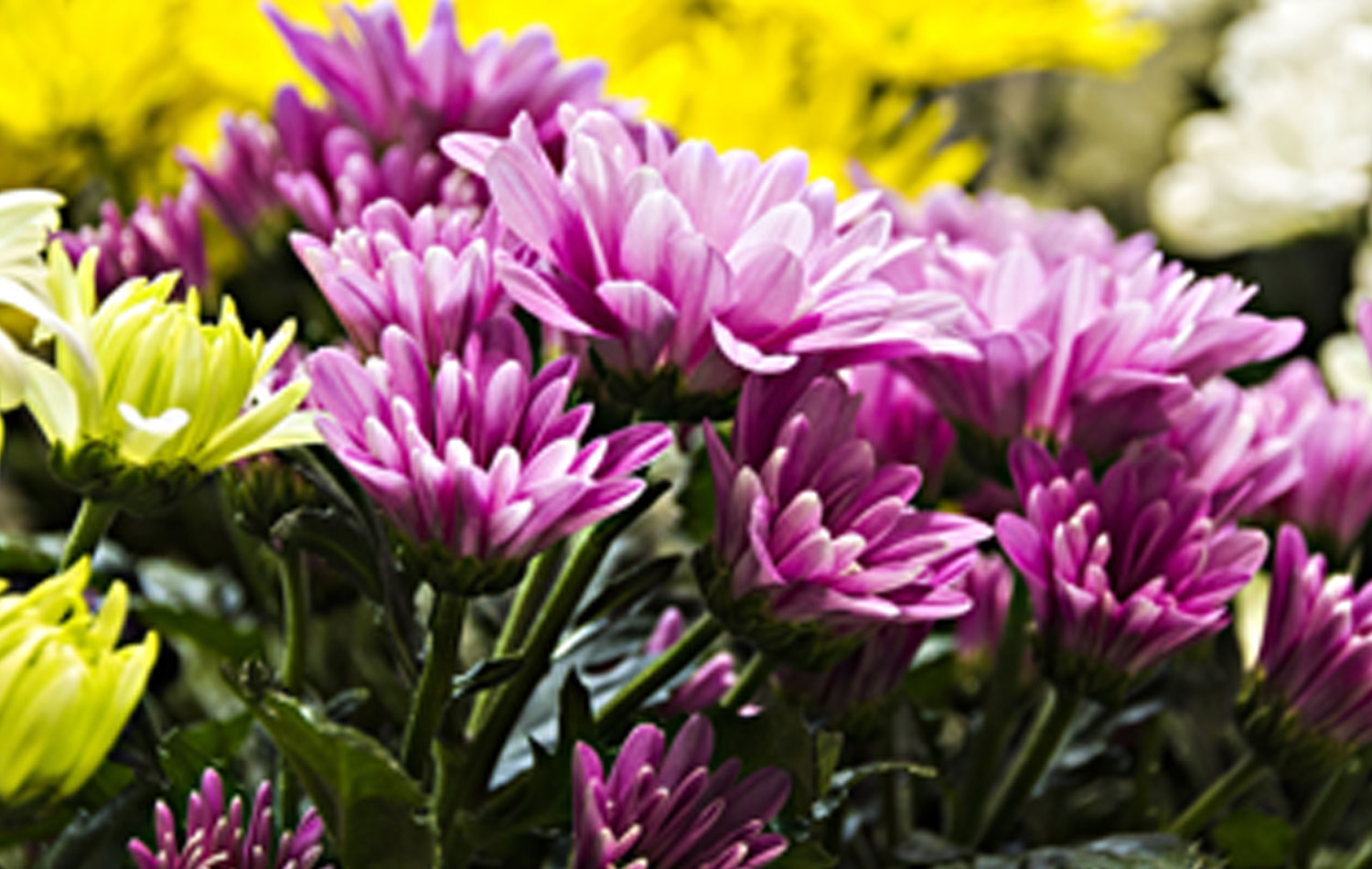 川越市の立華葬祭の直葬